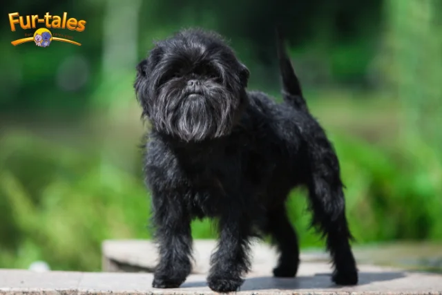Meet the Affenpinscher: The Fearless Toy Dog with a Big Personality