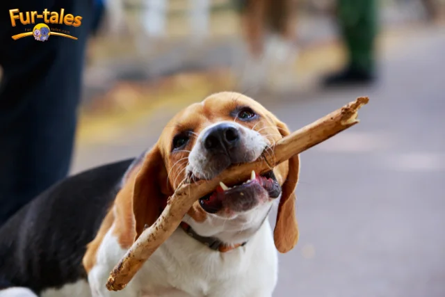 Training Tips for Your American Foxhound: From Puppy to Adult