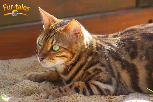 Bengal Cats: The Wild Beauty in Your Living Room