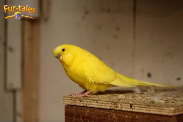 Seasonal Bird Care: Adapting to Temperature Changes