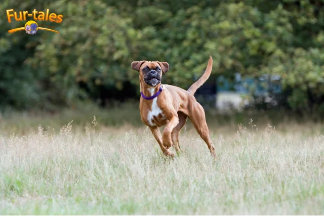 Living with a Boxer: What to Expect from This Energetic Dog Breed
