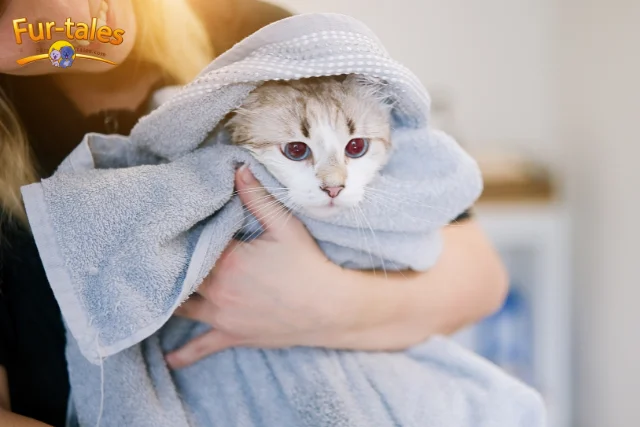 Seasonal Cat Care: Keeping Them Safe Year-Round