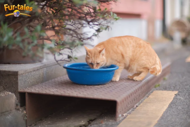 The Importance of Hydration: How to Get Your Cat to Drink More Water