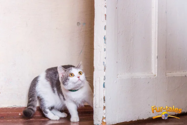 Understanding Cat Fear: Behavior, Body Language, and What to Do