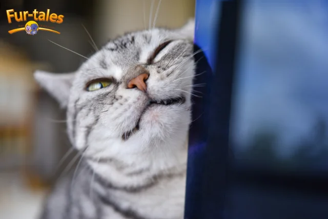 Understanding Cat Behavior: Why They Rub Their Faces on Things