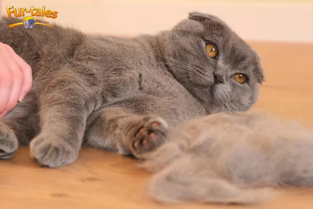 The Truth About Cat Shedding: What You Need to Know