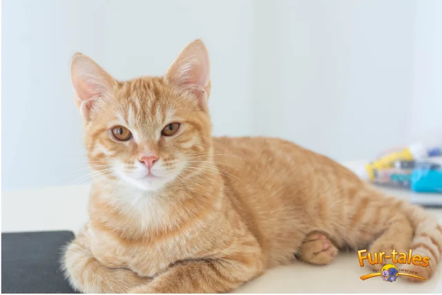 Cat Health: Toxic Foods You Should Never Feed Your Cat