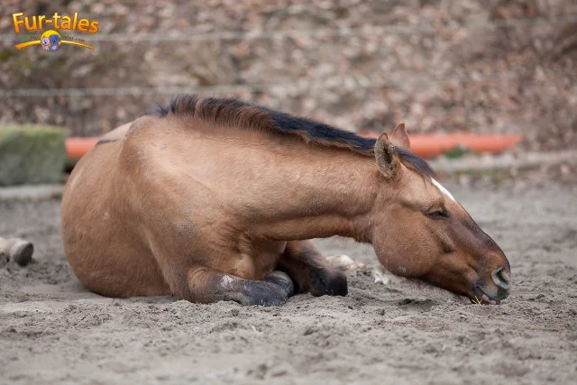 Recognizing and Preventing Colic in Horses: A Complete Guide for Owners