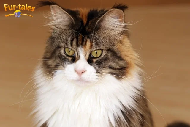 Understanding the Unique Personality of Maine Coon Cats