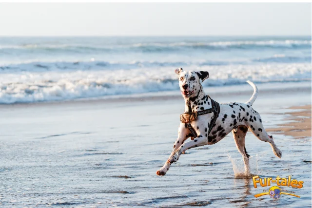 These 8 Dog Breeds Might Test Your Patience—Hire a Trainer!