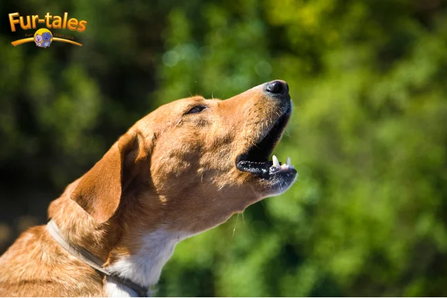 Decoding Dog Barks: What Your Canine Friend Is Trying to Tell You