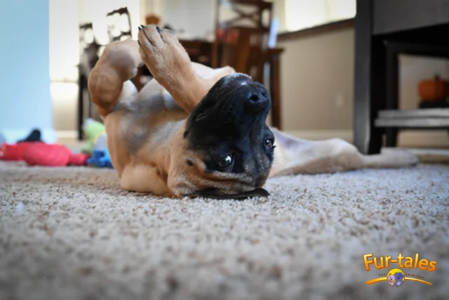Roll Over! Simple Steps to Teach Your Dog This Fun Trick