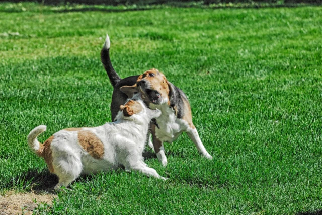 Keeping the Peace: How to Stop Dogs from Fighting at Home
