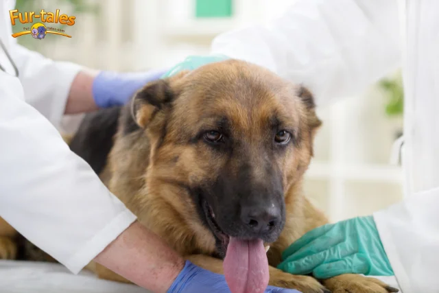 German Shepherd Health: Common Issues and How to Keep Them Fit