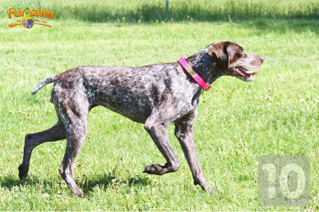 AKC’s Most Popular Dog Breeds Ranked: What Makes Them Special?