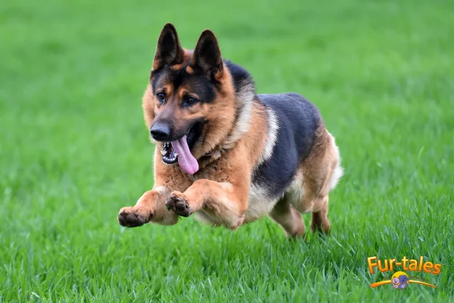 Seasonal Dog Care Guide: How to Keep Your Pet Healthy All Year Round