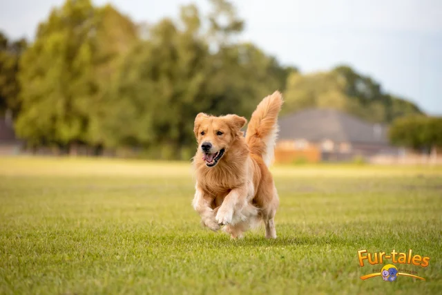 The Retriever Recall: Training Your Dog to Come Back from Anything