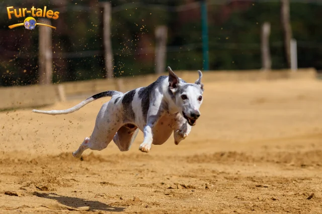 The Beauty of the Greyhound Breed: Traits That Make Them Stand Out