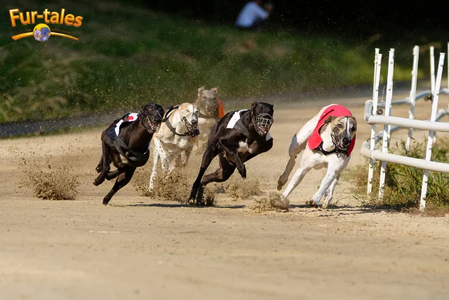 Exercise Needs of Greyhounds: More Couch Potato Than You’d Think