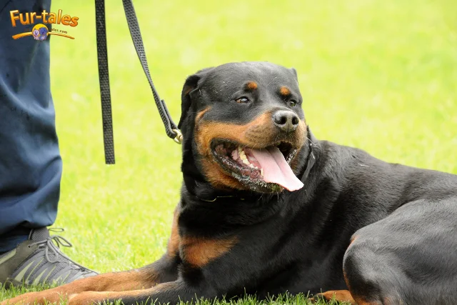 Obedience and Guard Dog Training for Rottweilers: What You Should Know