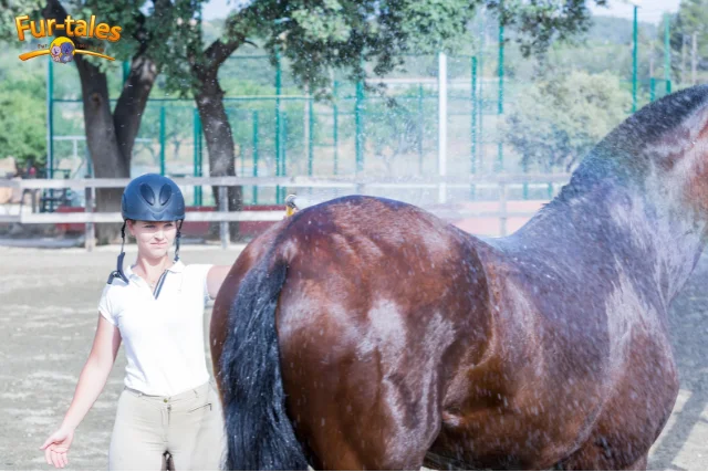Horse Bathing Tips: How to Wash Your Horse Safely and Effectively