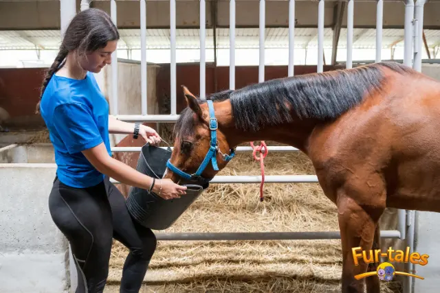 Horse Feeding 101: How to Choose the Right Nutrition Plan
