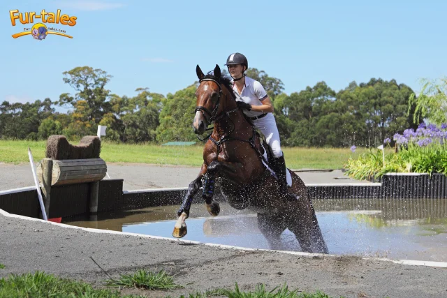 Horse Training From the Ground Up: Key Groundwork Techniques