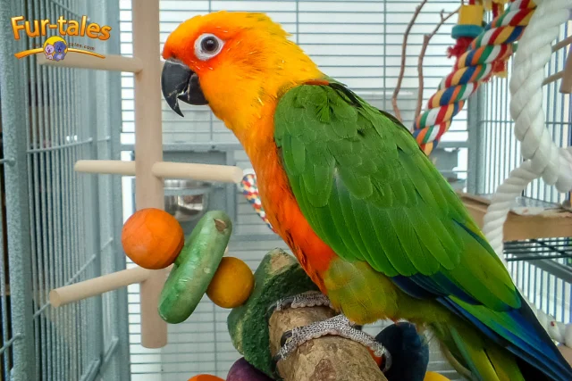 The Ultimate Guide to Choosing the Right Cage for Large Parrots