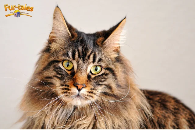 Maine Coon: Why This Giant Cat Is a U.S. Favorite