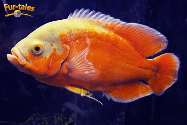 10 Key Things to Consider Before Choosing an Oscar Fish as a Pet