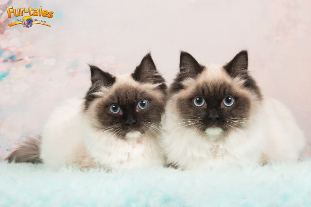 Trends in Cat Breed Popularity Across the United States