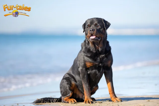 Understanding Rottweiler Temperament: Loyal, Protective, and Loving
