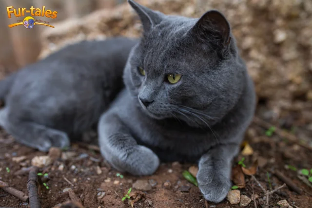9 Elegant Grey Cat Breeds That Steal the Spotlight