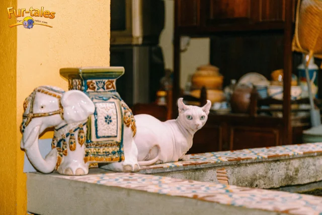 Sphynx Cats: The Hairless Breed Gaining Popularity in the U.S.