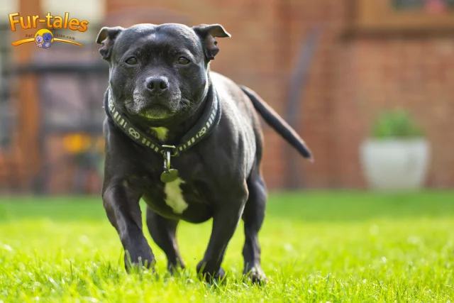 Getting to Know the Staffordshire Bull Terrier: Personality, Feeding, and Fitness Facts