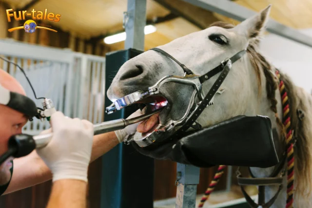 How Often Should You Schedule a Dental Float for Your Horse?