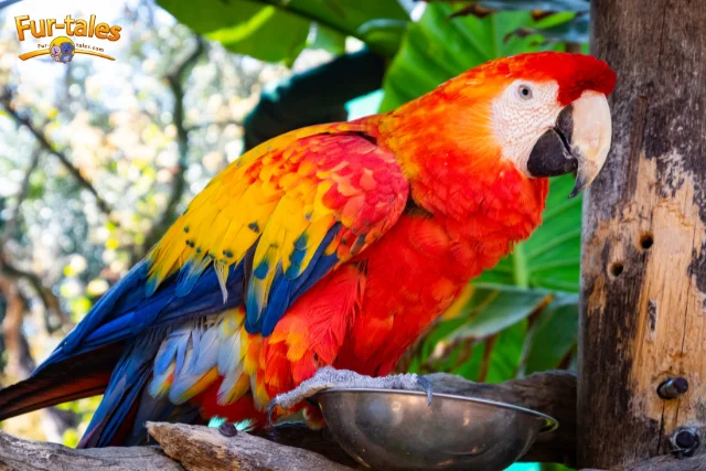 How to Bathe Large Parrots (and Make It Enjoyable)