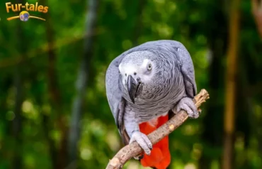 African Grey Parrot