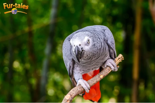Thinking of Getting an African Grey Parrot? 10 Things You Should Know