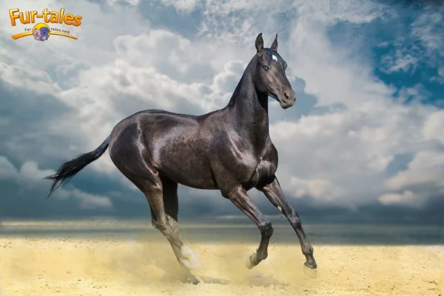 Rare Horse Breeds from Around the World You’ve Never Heard Of