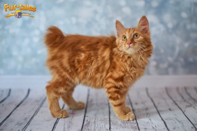 American Bobtail Cat Breed Overview: History, Traits, and Care