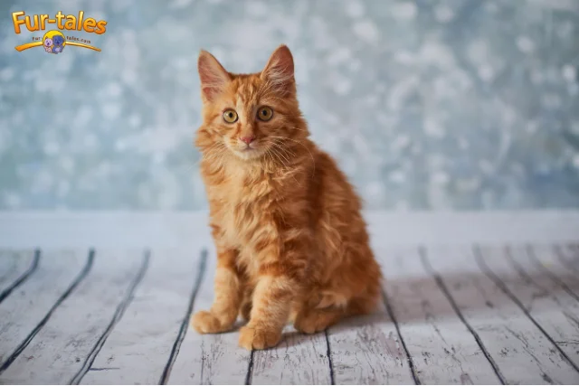 American Bobtail Cat Breed Profile: Traits, History, and Care