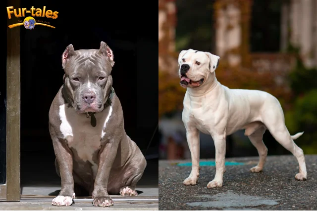 American Bulldog vs Pitbull: What’s the Difference?