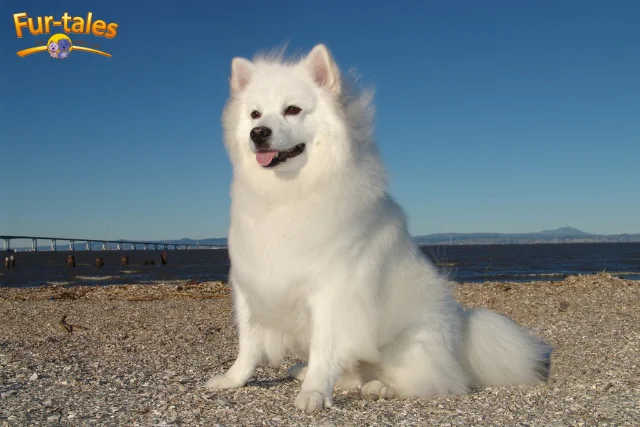 Grooming Your American Eskimo: Keeping That Fluffy Coat Healthy
