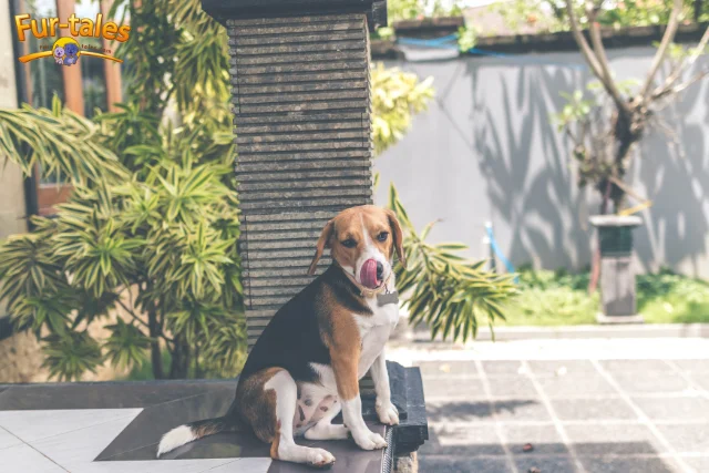 Can an American Foxhound Live in an Apartment? Tips for City Living