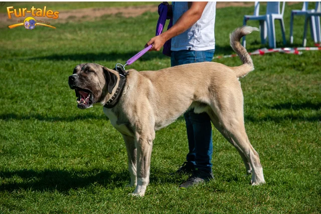 The Anatolian Shepherd Dog (Kangal breed): History, Origins, and Unique Traits