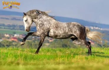 Andalusian horse