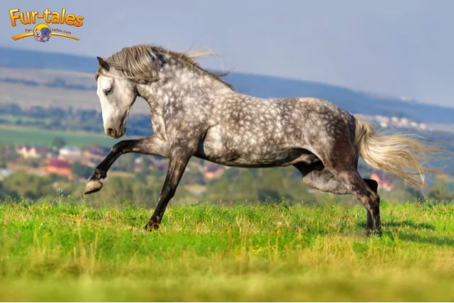 Top 10 Most Popular Horse Breeds in the World
