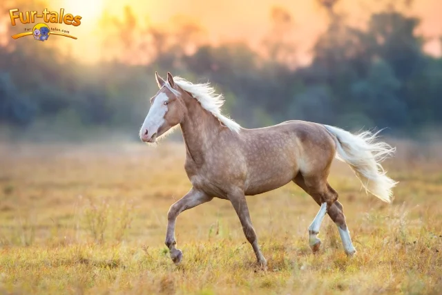 Arabian Horse vs. Thoroughbred: Which Suits You Best?