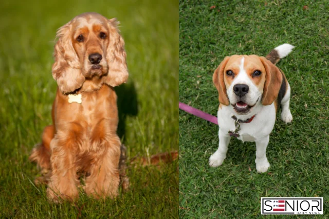 Beagle vs Cocker Spaniel: Differences in Temperament and Care
